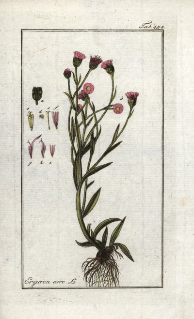 Vergerettakrona (Erigeron acris). Litografi från "Bild av Artseny-Gewassen" av Johannes Zorn (1739-1799), Nederländerna av Unbekannter Künstler