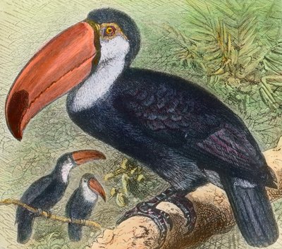 Besöker en fågelavdelning i en zoologisk trädgård av Unbekannter Künstler