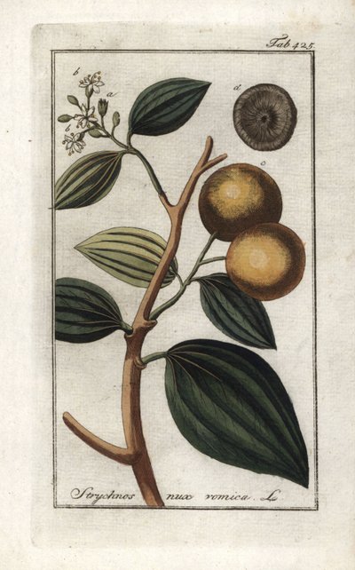 Vomiker (Strychnis nux-vomica). Litografi från "Afbeelding der Artseny-Gewassen" av Johannes Zorn (1739-1799), Nederländerna av Unbekannter Künstler