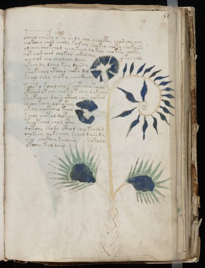 Voynich Manuscript folio 56r, c.1500 (bläck på pergament) av Unbekannt