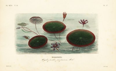 Vattensköld, Brasenia schreberi, Hydropeltis purpurea, Hydropeltis av Unbekannt