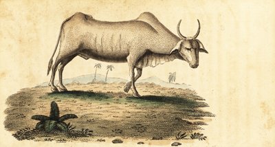 Vattenbuffel, Bubalus bubalus., 1800 (gravyr) av Unbekannter Künstler
