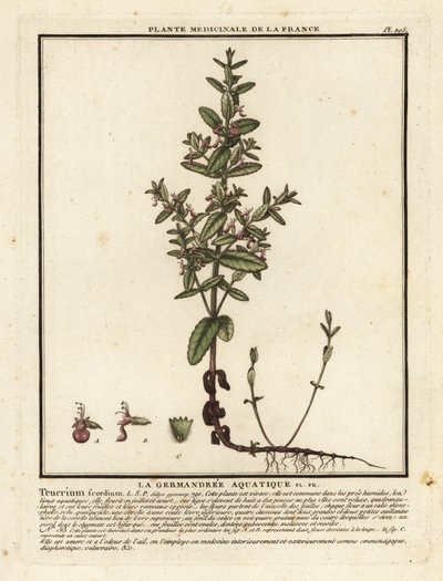 Vattengermander, Teucrium scordium. av Unbekannter Künstler