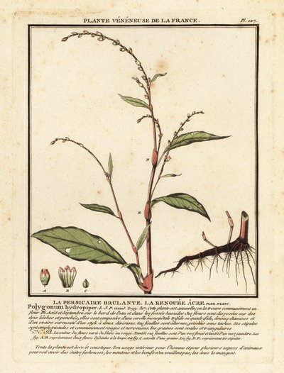 Vattenpeppar, Persicaria hydropiper. av Unbekannter Künstler