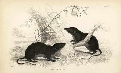 Vattenspetsmus, Neomys fodiens (Sorex remifer, Sorex fodiens). Handkolorerat stålstick av Lizars efter en illustration av James Stewart från William Jardine