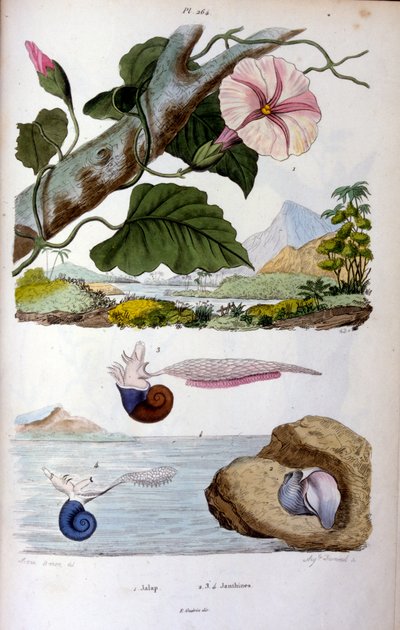 Vattensnäcka; botanisk och zoologisk illustration av F. E. Guérin. Ur Dictionnaire pittoresque d