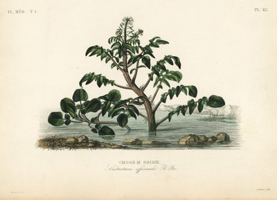 Vattenkrasse eller gulkrasse, Nasturtium officinale, Cresson de fontaine av Unbekannt