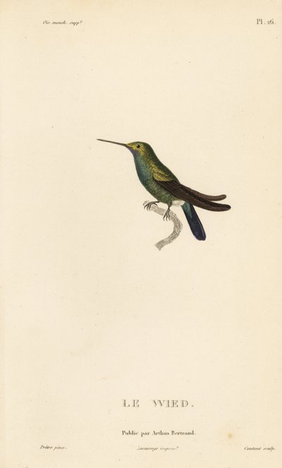 Wieds eller Neuwieds kolibri, Trochilus cyanogenys eller Ornismya wiedii. Handkolorerad stålgravyr av Coutant efter en illustration av Jean-Gabriel Pretre från Rene Primevere Lessons Natural History of the Colibri Genus of Hummingbirds. av Unbekannter Künstler