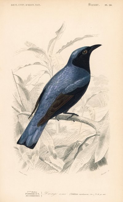 Vitbukig drongo, Dicrurus caerulescens. Handkolorerad gravyr av Fournier efter en illustration av Edouard Travies från Charles d
