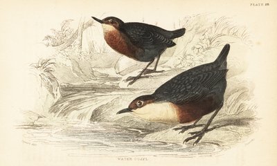 Vitstrupig dopp eller vattenouzel, Cinclus cinclus.1889 (gravyr) av Unbekannter Künstler