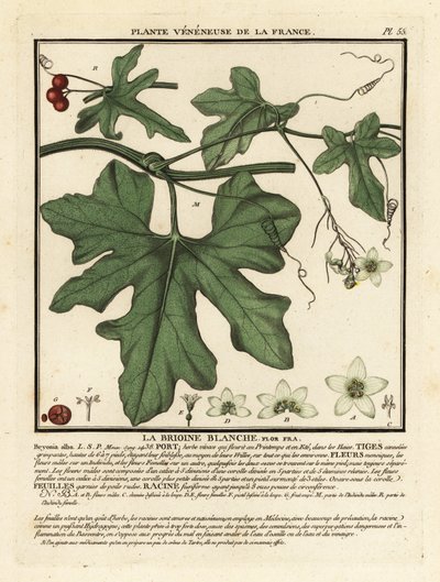 Vit bryony, Bryonia alba. av Unbekannter Künstler