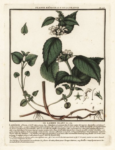 Vit nässla, Lamium album. av Unbekannter Künstler