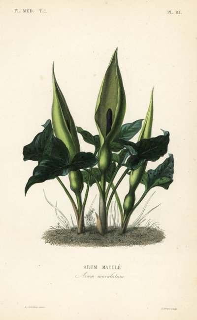 Vild arum, herrar och damer eller knekt i predikstolen, Arum maculatum, Arum macule av Unbekannt