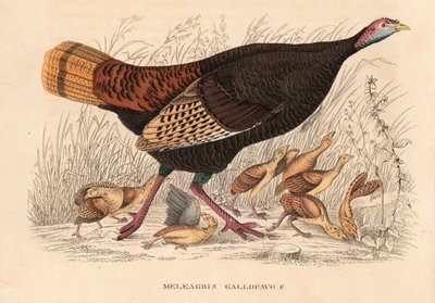 Vild kalkon, Meleagris gallopavo, höna med ungar. Handkolorerad litografi från Georg Friedrich Treitschkes naturhistoriska galleri, Naturhistorischer Bildersaal des Thierreiches, Liepzig av Unbekannter Künstler