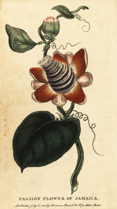 Passionsblomma med bevingad stjälk, Passiflora elata., 1800 (gravyr) av Unbekannter Künstler