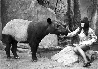 Kvinna som matar en tapir, Belle Vue Zoo, Manchester, april 1970 av Unbekannt