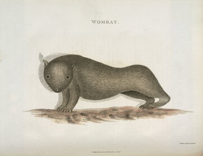 Wombat, Australien, ca 1798 av Unbekannt