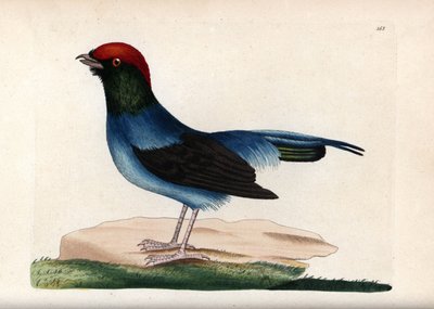 Underbar manakin (Chiroxiphia linearis). Osignerad illustration (George Shaw och Frederick nodder). Litografi i The Naturalist
