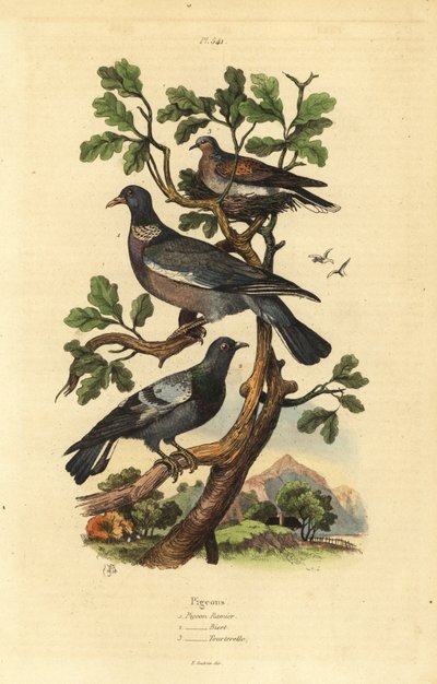 Skogsduva, Columba palumbus, vanlig duva, Columba livia och turturduva, Streptopelia risoria av Unbekannt