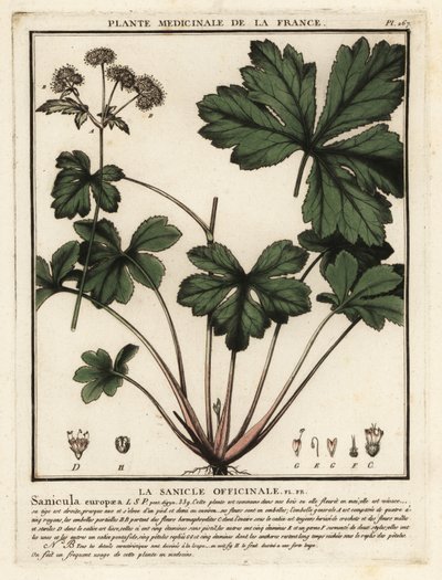 Träsanikel, Sanicula europaea. av Unbekannter Künstler