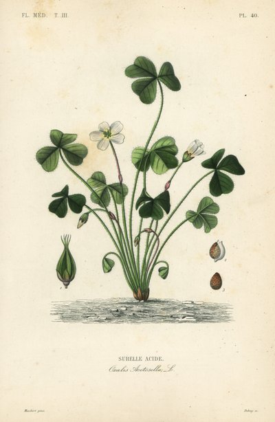 Vedsyra, Oxalis acetosella, Surellesyra av Unbekannt