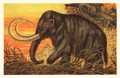 Ulllig mammut, Mammuthus primigenius.1908 (litografi) av Unbekannter Künstler