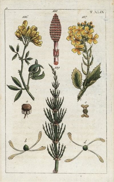 Gul alfalfa (alfalfa), Medicago falcata 136, vild rädisa (ravenelle), Raphanus raphnistrum 137, och åkerfräken (prele des champs), Equisetum arvense 138/139. Handkolorerat kopparstick av en botanisk illustration från G. T. Wilhelms "Unte av Unbekannter Künstler