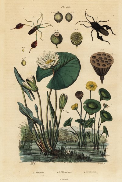 Gul lotus, Nelumbo lutea 1, bladfotade insekter, Anisoscelis foliaceus 2 och Anoplocnemis curvipes 3 och vit näckros, Nymphaea alba 4 av Unbekannt