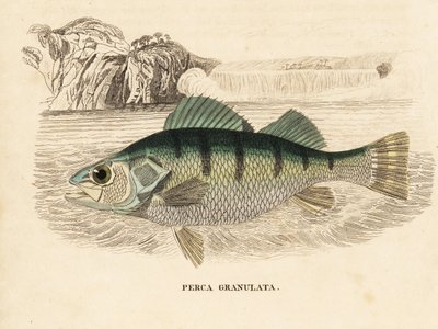 Gul abborre, Perca flavescens (granulerad abborre, Perca granulata). Handkolorerad stålgravyr från Georg Friedrich Treitschkes naturhistoriska galleri, Naturhistorischer Bildersaal des Thierreiches, Liepzig-1842. av Unbekannter Künstler