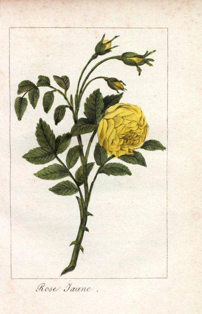 Gulrosa, gulrosa, Rosa lutea. Handkolorerat kopparstick av en illustration av Miss Prudhomme från "Hommage rendu a la Rose", Paris, cirka 1815. En presentbok med rosens historia och ett dussin botaniska miniatyrer. av Unbekannter Künstler