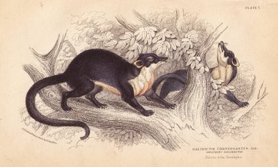 Gulstrupig mård, Martes flavigula (Galidictis chrysogastes). Handkolorerat stålgravyr av Lizars efter en illustration av Charles Hamilton Smith från en skiss av R. G. Watkin från William Jardine