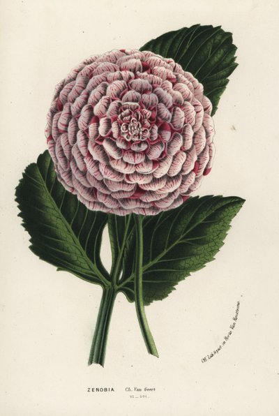 Dahliahybrid av typen Zenobia, Dahlia coccinea. Handkolorerad litografi från Louis van Houtte och Charles Lemaires Flowers of the Gardens and Hothouses of Europe, Flore des Serres et des Jardins de l