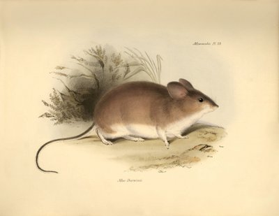 Zoologi: Darwins "Mud Darwinii" eller mus som beskrevs av Charles Darwin under hans upptäcktsresa ombord på Beagle. Plansch från "The Zoology of the voyage of H.M.S. Beagle under the command of Captain Fitzroy during the years 1832 to 1836 edited and sup av Unbekannter Künstler