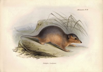 Zoologi: "Didelphis brachiura" av familjen opossum som beskrevs av Charles Darwin under hans upptäcktsresa ombord på Beagle. Plansch från "The Zoology of the voyage of H.M.S. Beagle under befäl av kapten Fitzroy under åren 1832 till 1836 av Unbekannter Künstler