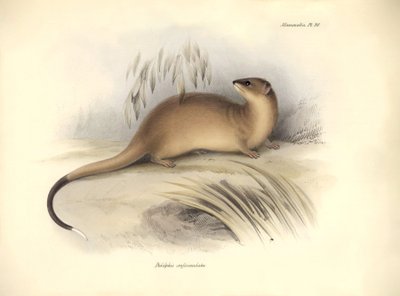Zoologi: "Didelphis crassicaudata" av familjen opossum som beskrevs av Charles Darwin under hans upptäcktsresa ombord på Beagle. Plansch från "The Zoology of the voyage of H.M.S. Beagle under befäl av kapten Fitzroy under åren 1832 till av Unbekannter Künstler