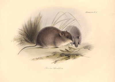Zoologi: "Reithrodon Chinchilloides" eller Patagoniens chinchilla som beskrevs av Charles Darwin under hans upptäcktsresa ombord på Beagle. Plansch från "The Zoology of the voyage of H.M.S. Beagle under befäl av kapten Fitzroy under åren 1 av Unbekannter Künstler
