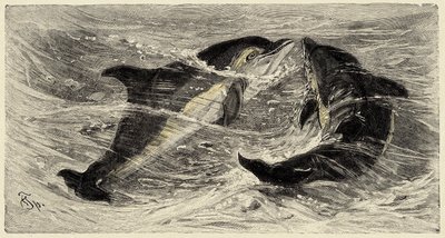 Zoologi: Delfiner (delphinus delphis) beskrivna och illustrerade av Carlo Vogt och Federico Specht i "Natural history illustree: mammals" 1884 av Unbekannter Künstler