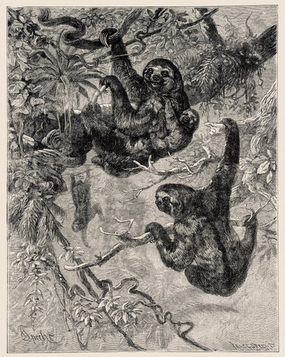 Zoologi: lat (Ai - Bradypus tridactylus) beskriven och illustrerad av Carlo Vogt och Federico Specht i "Illustree Natural History: Däggdjur" 1884 av Unbekannter Künstler