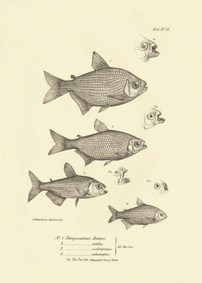 Zoologi: avbildning av fisken "Tetragonopterus Abramis, rutilus, scabripinnis, interruptus" som beskrevs av Charles Darwin under hans resa ombord på Beagle. Plansch från "The zoology of the voyage of H.M.S. Beagle under the command of Captaain Fitzroy dur av Unbekannter Künstler