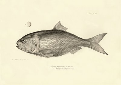 Zoologi: avbildning av fisken "Alosa pectinata" som beskrevs av Charles Darwin under hans resa ombord på Beagle. Plansch från "The zoology of the voyage of H.M.S. Beagle under befäl av Captaain Fitzroy under åren 1832-1836" av Unbekannter Künstler