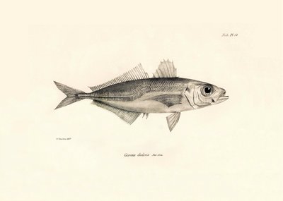 Zoologi: avbildning av fisken "Caranx declivis" som beskrevs av Charles Darwin under hans resa ombord på Beagle. Plansch från "The zoology of the voyage of H.M.S. Beagle under befäl av Captaain Fitzroy under åren 1832-1836" av Unbekannter Künstler
