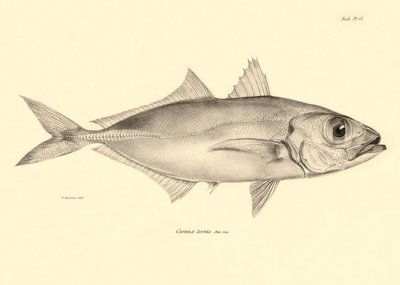 Zoologi: avbildning av fisken "Caranx torvus" som beskrevs av Charles Darwin under hans resa ombord på Beagle. Plansch från "The zoology of the voyage of H.M.S. Beagle under befäl av Captaain Fitzroy under åren 1832-1836" av Unbekannter Künstler