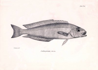 Zoologi: avbildning av fisken "Latilus princeps" som beskrevs av Charles Darwin under hans resa ombord på Beagle. Plansch från "The zoology of the voyage of H.M.S. Beagle under befäl av Captaain Fitzroy under åren 1832-1836" av Unbekannter Künstler