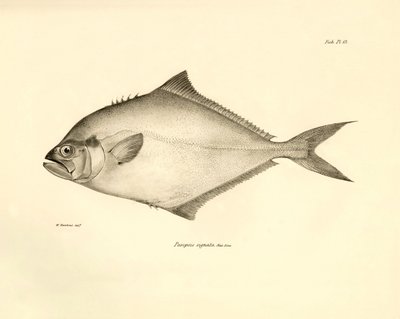 Zoologi: avbildning av fisken "Paropsis signata" som beskrevs av Charles Darwin under hans resa ombord på Beagle. Plansch från "The zoology of the voyage of H.M.S. Beagle under the command of Captaain Fitzroy during the years 1832-1836" av Unbekannter Künstler
