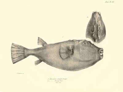Zoologi: avbildning av fisken "Tetrodon (Tetraodon) angusticeps" som beskrevs av Charles Darwin under hans resa ombord på Beagle. Plansch från "The zoology of the voyage of H.M.S. Beagle under the command of Captaain Fitzroy during the years 1832-18 av Unbekannter Künstler