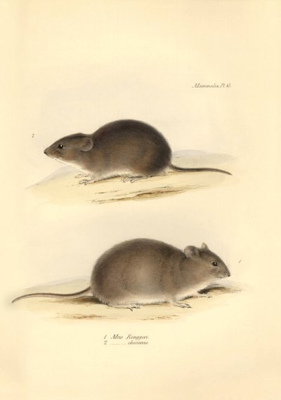 Zoologi: "Mus Renggeri" och "Mus obscurus" (råttor) som beskrevs av Charles Darwin under hans upptäcktsresa ombord på Beagle. Plansch från "The Zoology of the voyage of H.M.S. Beagle under befäl av kapten Fitzroy under åren 1832 till 183 av Unbekannter Künstler