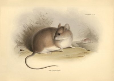 Zoologi: "Mus griseoflavus" eller bladmus som beskrevs av Charles Darwin under hans upptäcktsresa ombord på Beagle. Plansch från "The Zoology of the voyage of H.M.S. Beagle under the command of Captain Fitzroy during the years 1832 to 1836 edited and av Unbekannter Künstler