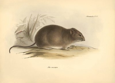 Zoologi: "Mus micropus" eller Grand-A-ears-musen beskrevs av Charles Darwin under hans upptäcktsresa ombord på Beagle. Plansch från "The Zoology of the voyage of H.M.S. Beagle under the command of Captain Fitzroy during the years 1832 to 1836 edited av Unbekannter Künstler