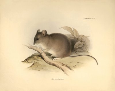 Zoologi: "Mus xanthopygus" eller xanthopygusmusen beskrevs av Charles Darwin under hans upptäcktsresa ombord på Beagle. Plansch från "The Zoology of the voyage of H.M.S. Beagle under befäl av kapten Fitzroy under åren 1832 till 1836 e av Unbekannter Künstler