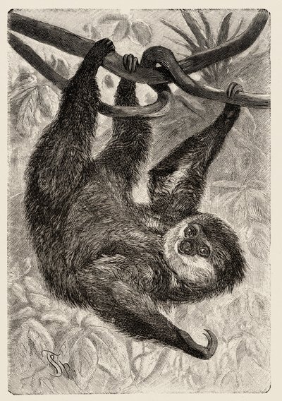 Zoology: unau or lazy beskriver och illustrerar av Carlo Vogt och Federico Specht i "Natural history illustree: mammals" 1884 av Unbekannter Künstler